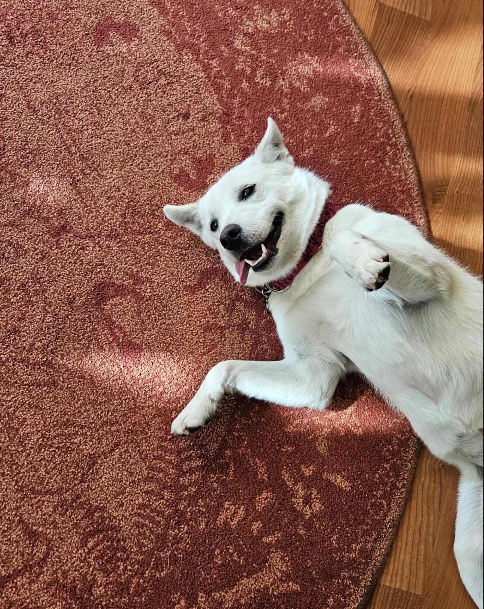 Enlarge Piper, a Adoptable Mixed Breed in San Diego, CA image 4/6