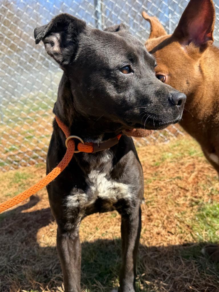 Enlarge Charlotte, a Adoptable mixed breed in Lawrenceburg, TN image 1/6