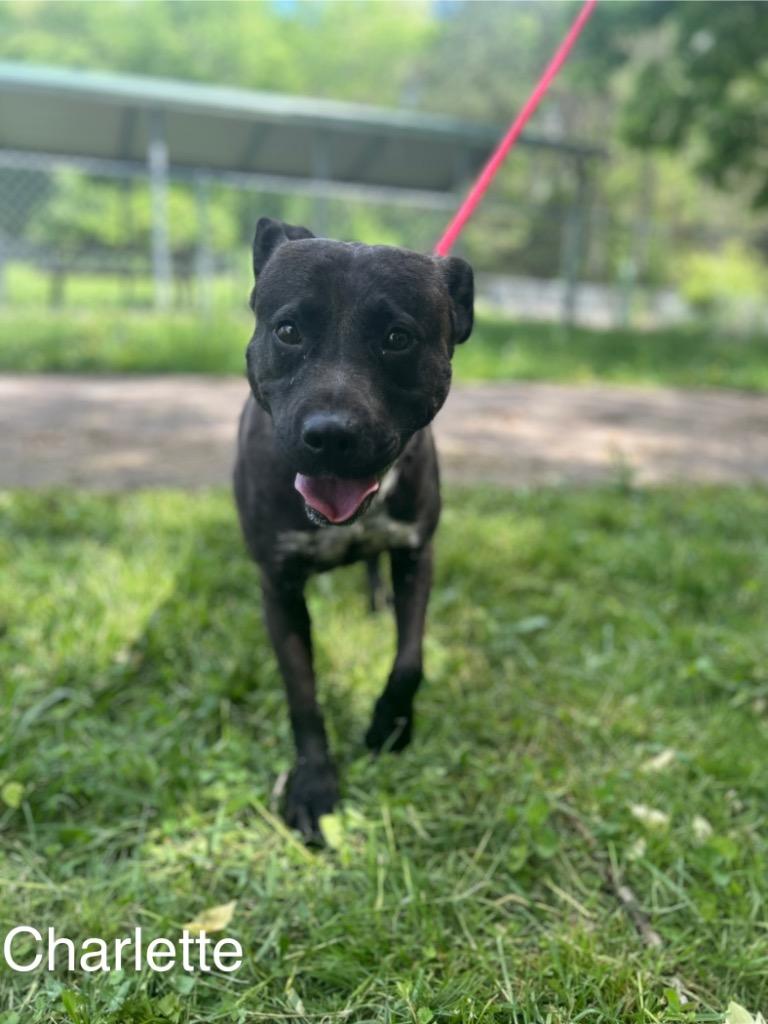Charlotte, a Adoptable mixed breed in Lawrenceburg, TN image 5/6