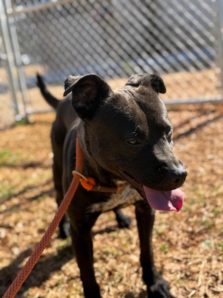 Enlarge Charlotte, a Adoptable mixed breed in Lawrenceburg, TN image 4/6