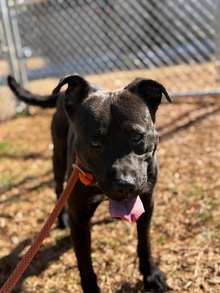 Charlotte, a Adoptable mixed breed in Lawrenceburg, TN image 4/6