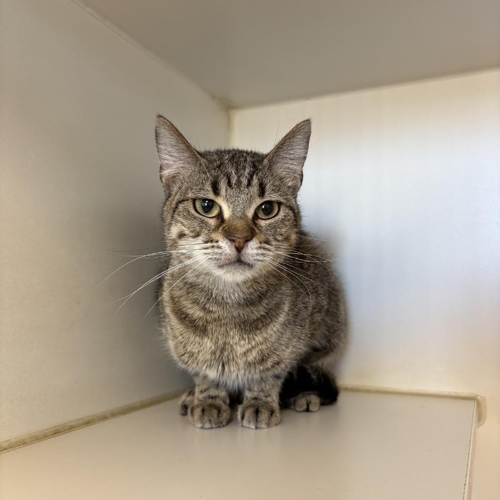 Helen, Adoptable, Adult Female Domestic Short Hair.