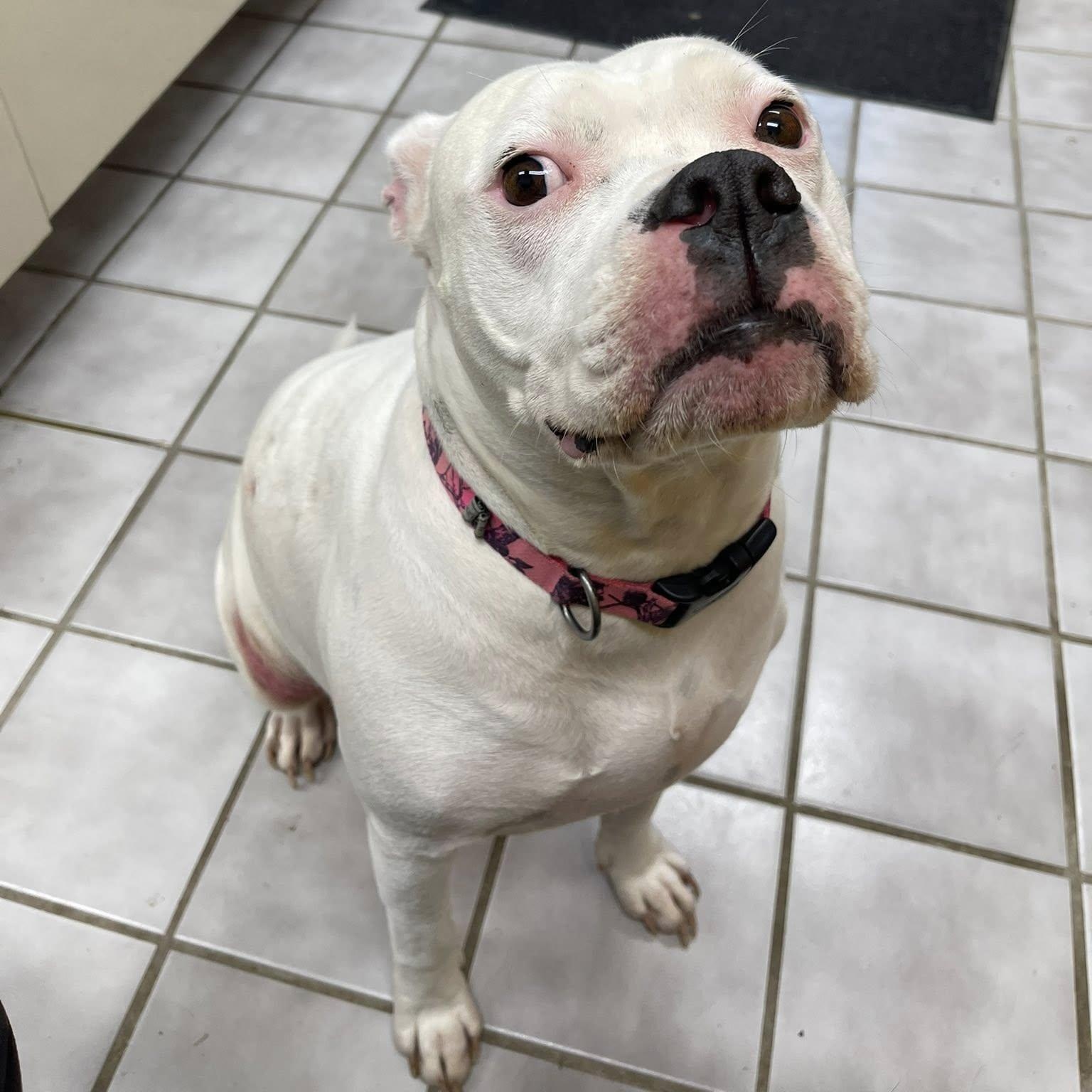 Samaya, an adopted mixed breed in North Kansas City, MO image 1/4