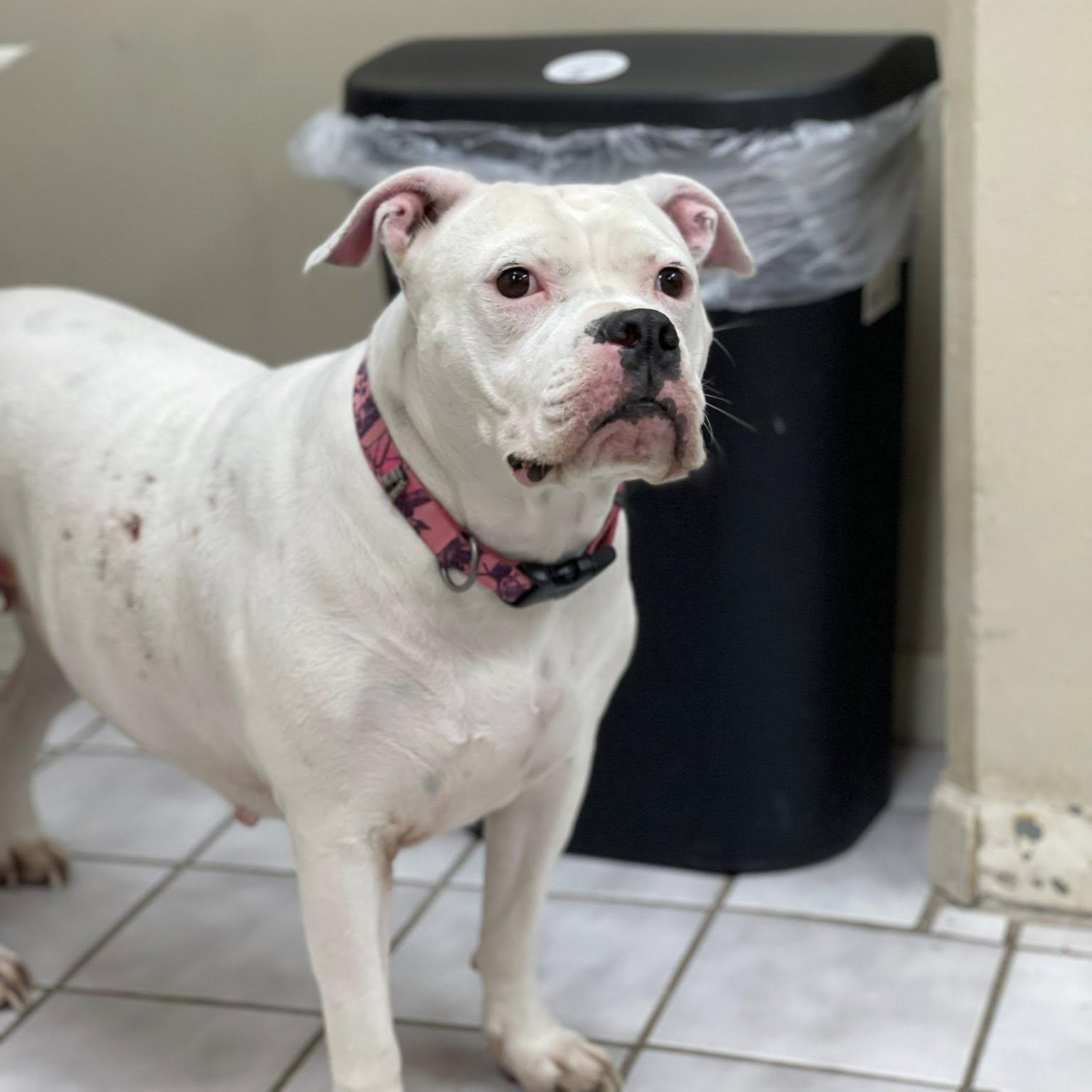 Samaya, an adopted mixed breed in North Kansas City, MO image 3/4