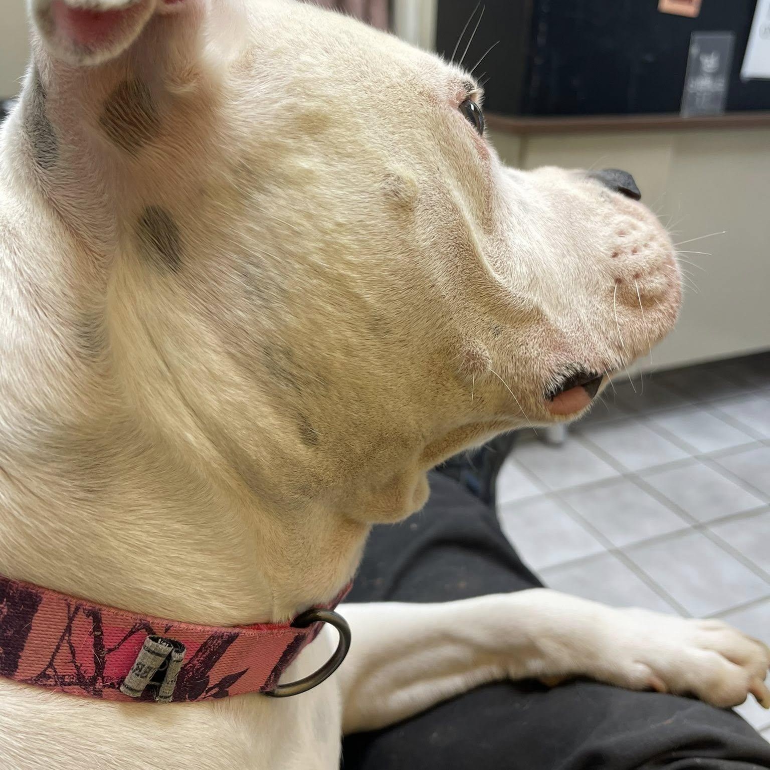 Samaya, an adopted mixed breed in North Kansas City, MO image 4/4