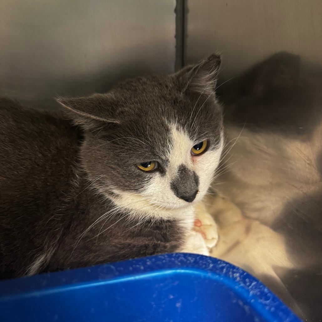 Enlarge Vanilla Bean, a Adoptable Domestic Short Hair in South Haven, MI image 1/1