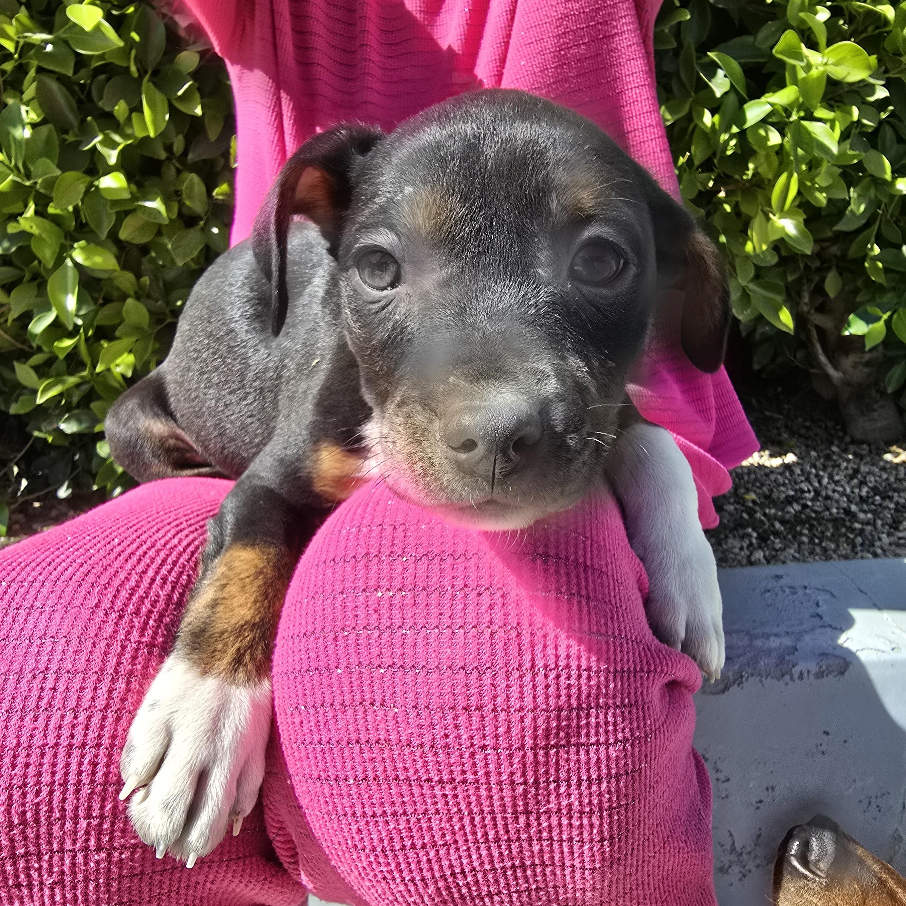 Boots, a Adopted mixed breed in La Quinta, CA image 3/4