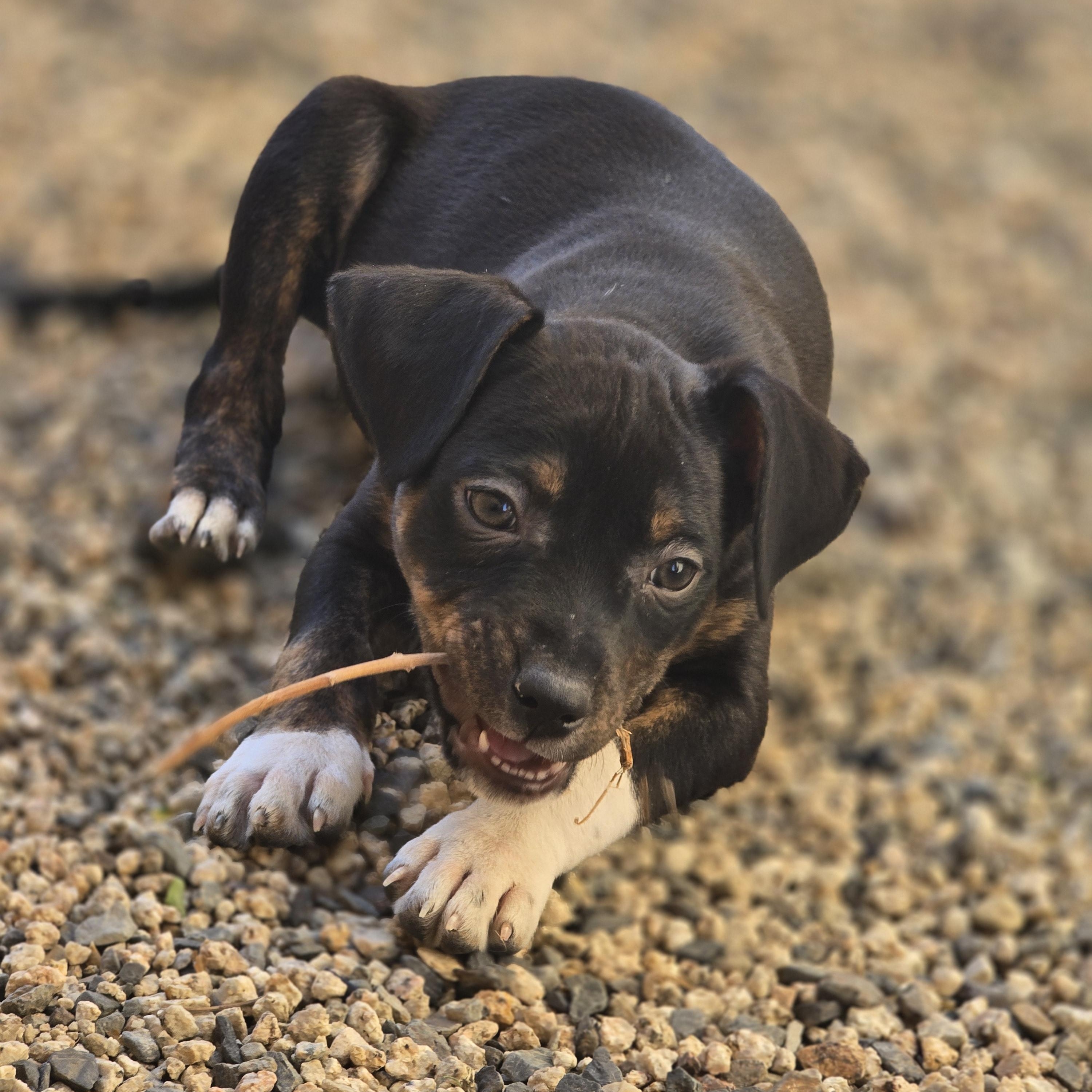 Boots, a Adopted mixed breed in La Quinta, CA image 1/4
