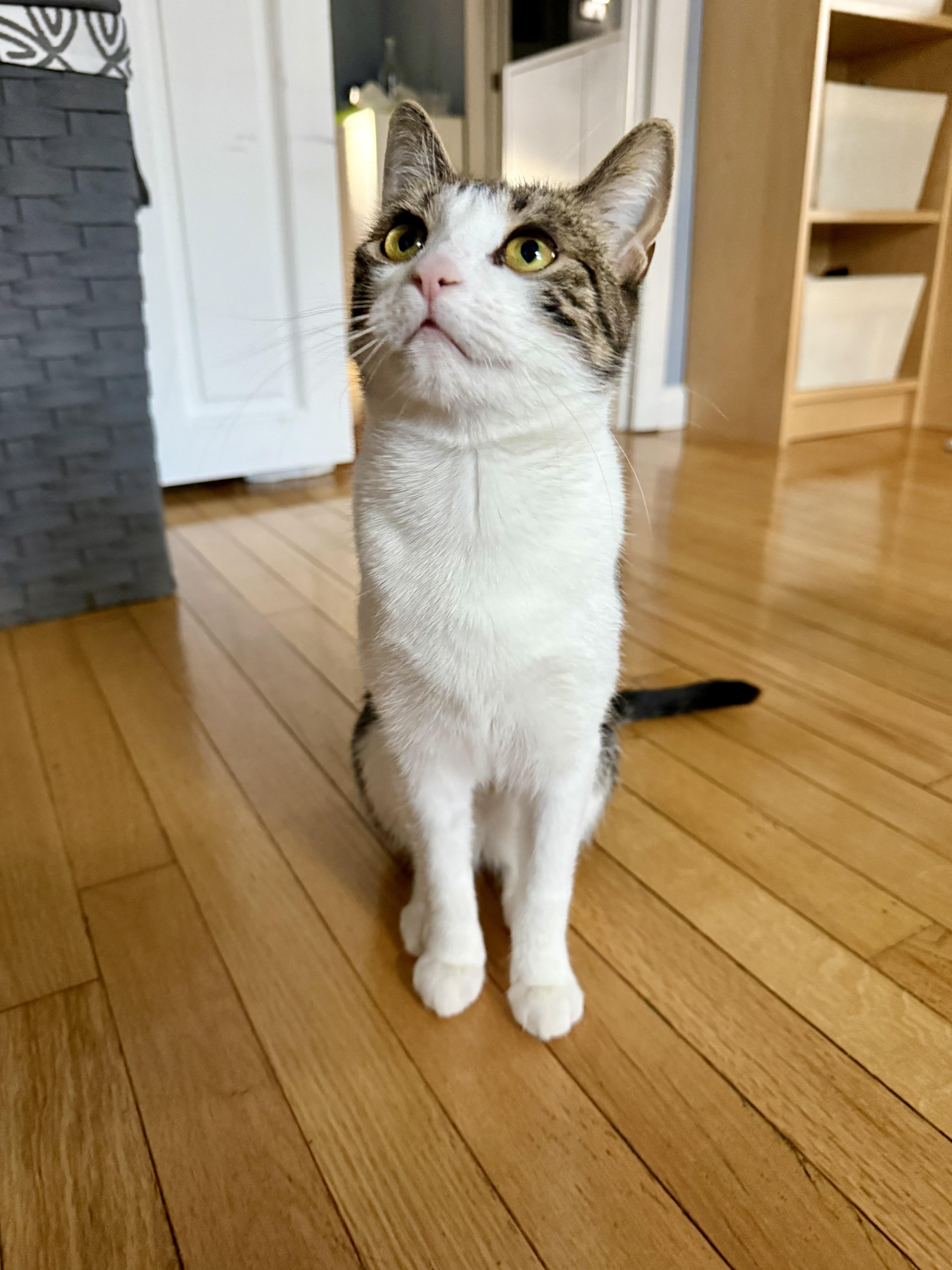 Enlarge Emma, a Adoptable Domestic Short Hair in Kenhorst, PA image 2/3