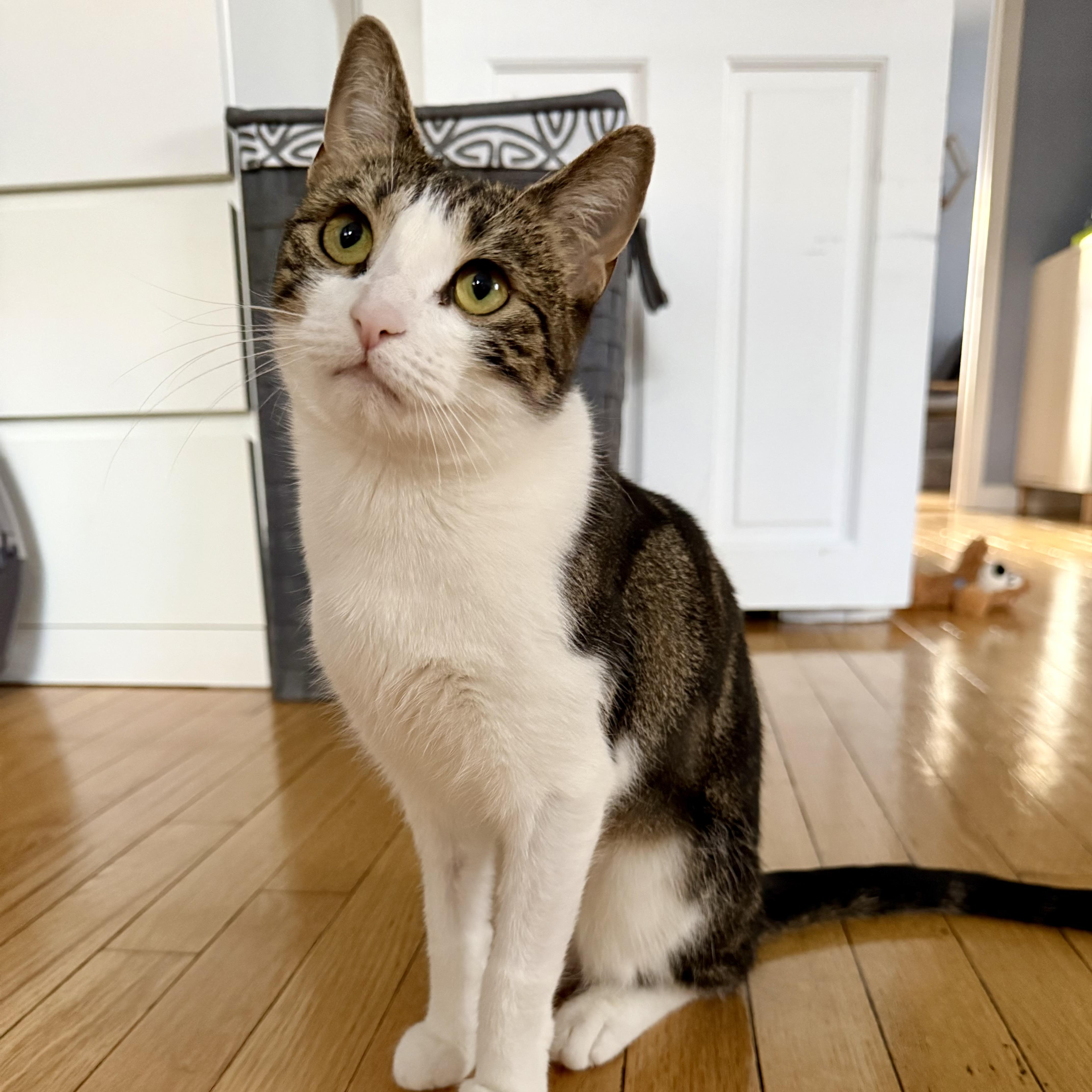 Emma, Adoptable, Young Female Domestic Short Hair.