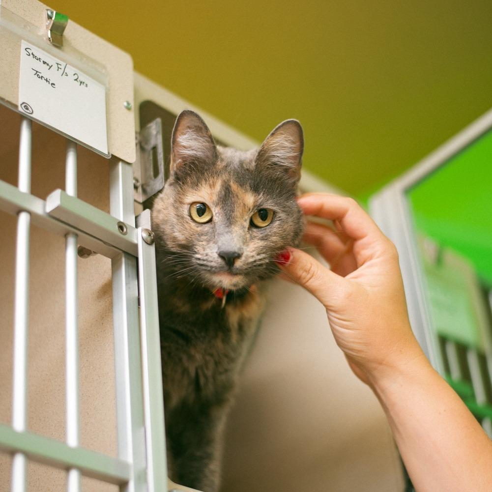 Stormy, Adoptable, Adult Female Domestic Short Hair.