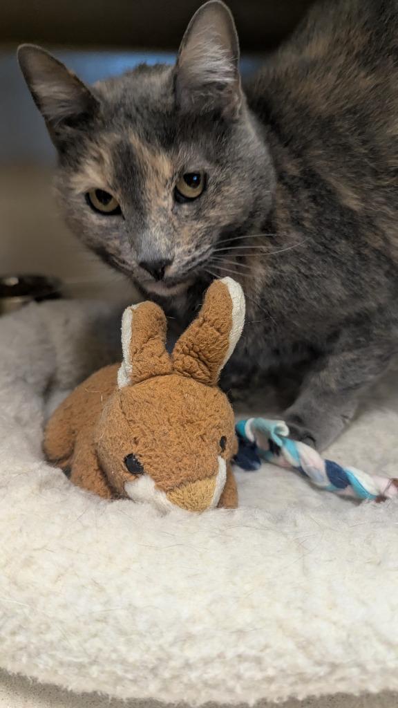 Enlarge Stormy, a Adoptable mixed breed in Thayne, WY image 2/6