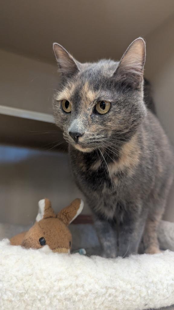 Enlarge Stormy, a Adoptable mixed breed in Thayne, WY image 6/6