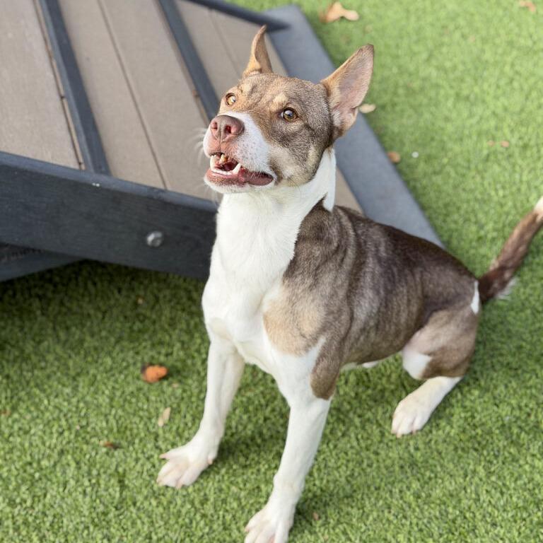 Enlarge Knox, a Adoptable mixed breed in Gainesville, GA image 1/5