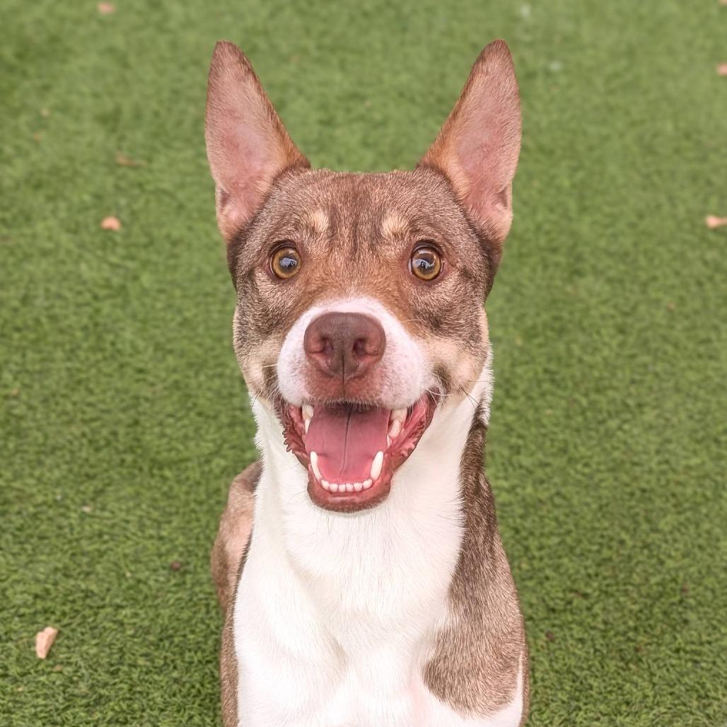 Enlarge Knox, a Adoptable mixed breed in Gainesville, GA image 2/5