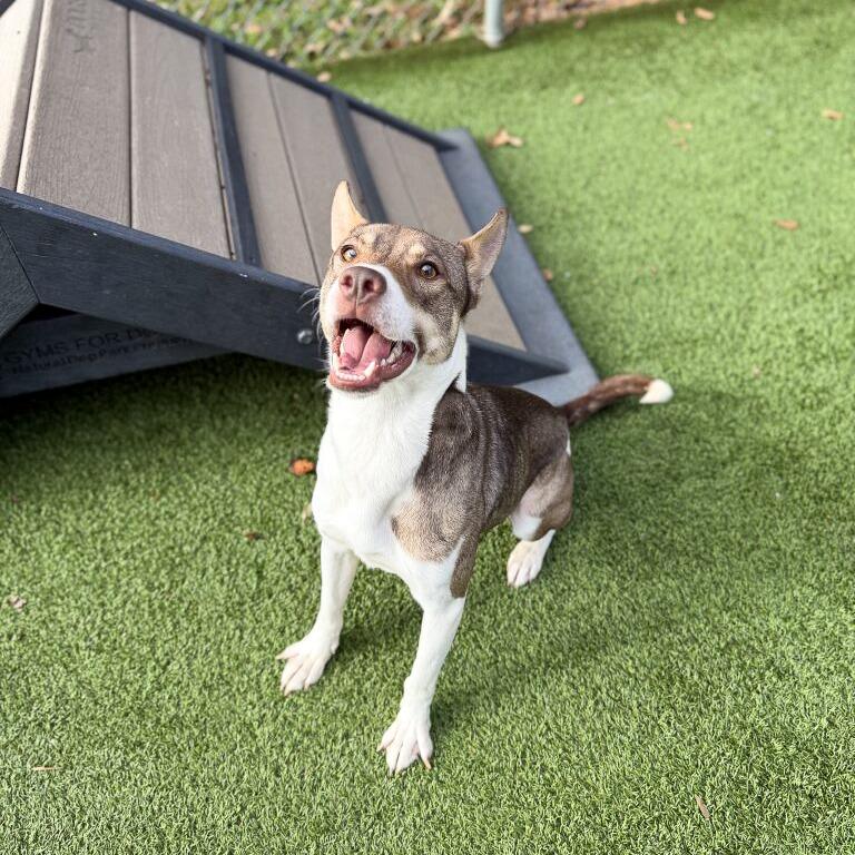 Enlarge Knox, a Adoptable mixed breed in Gainesville, GA image 4/5