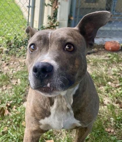 Stella, ADOPTABLE, Adult Female Pit Bull Terrier.