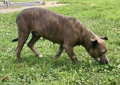 Stella, a ADOPTABLE Pit Bull Terrier in Glasgow, KY image 2/2
