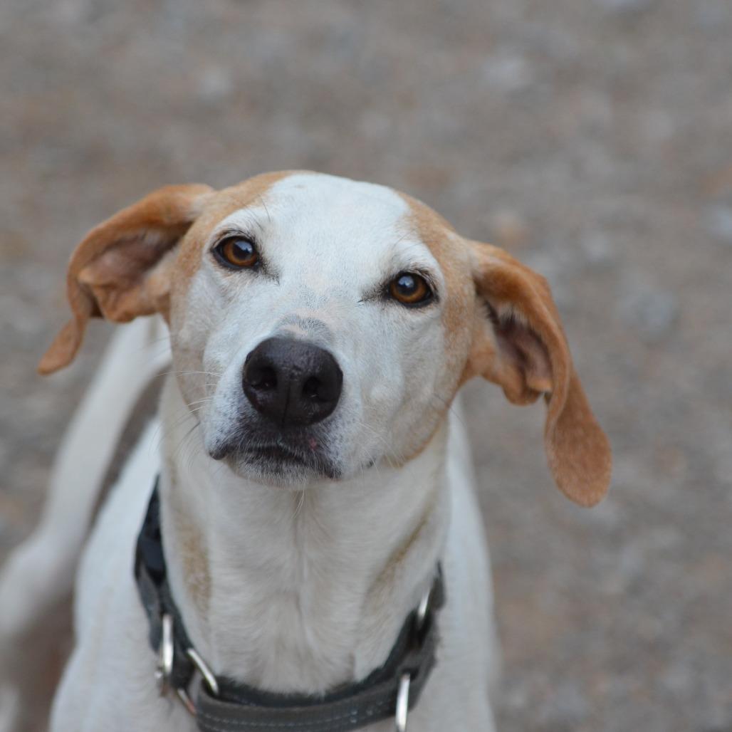 Danny, Adoptable, Senior Male Mixed Breed.