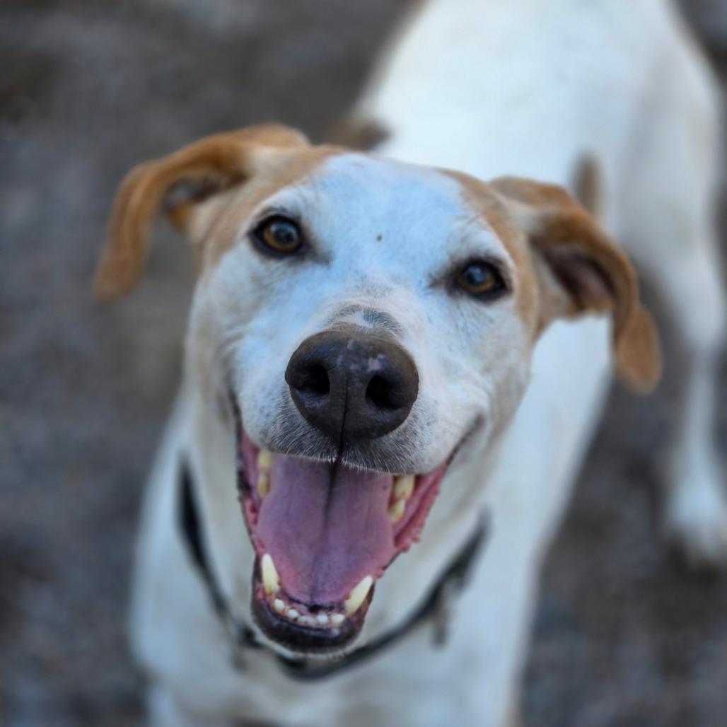 Danny, a Adoptable Mixed Breed in Glenfield, NY image 2/6