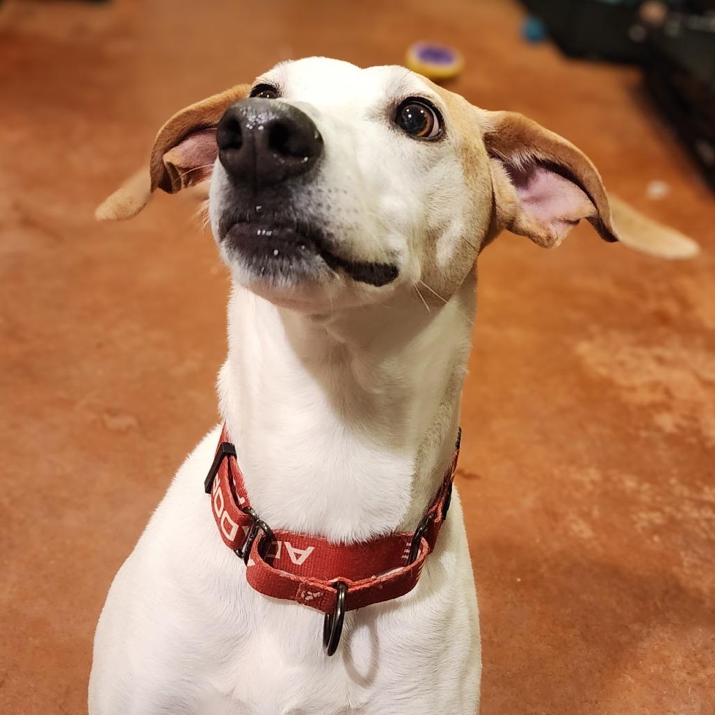 Danny, a Adoptable Mixed Breed in Glenfield, NY image 3/6