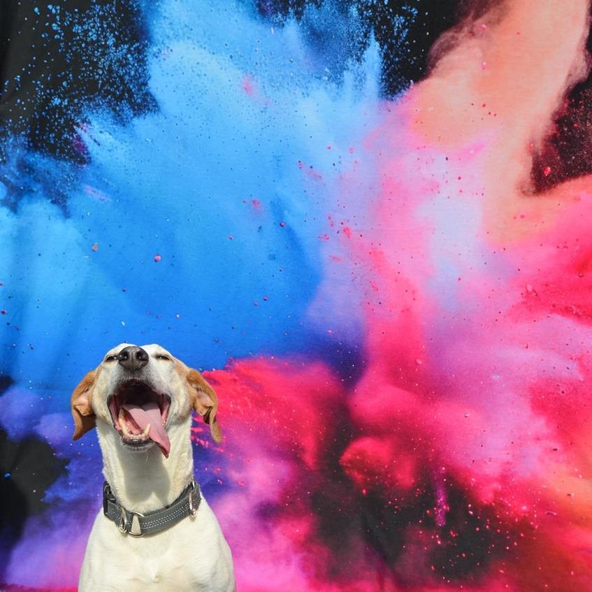 Danny, a Adoptable Mixed Breed in Glenfield, NY image 4/6