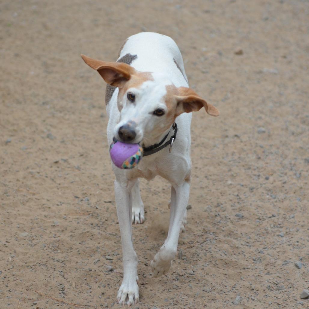 Danny, a Adoptable Mixed Breed in Glenfield, NY image 5/6