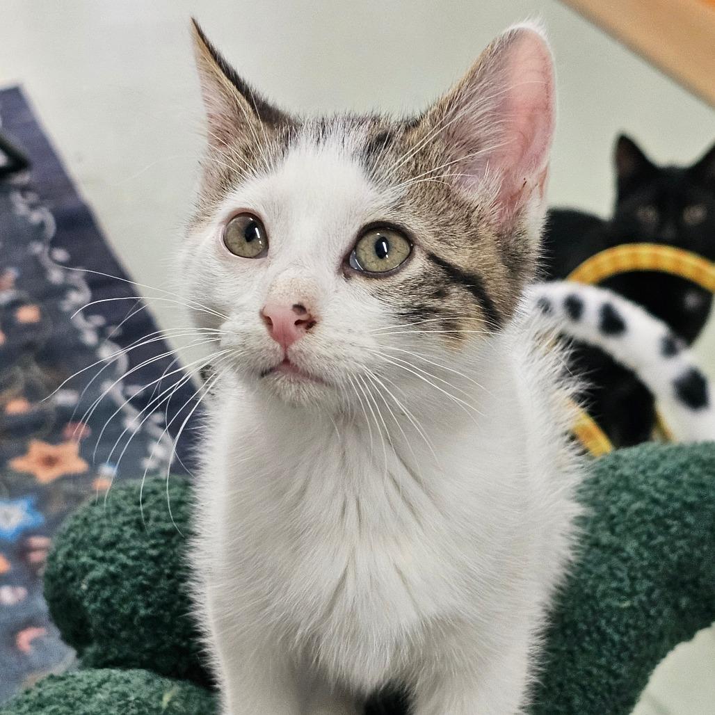 Sargeant Pepper, Adopted, Kitten Male Domestic Short Hair.