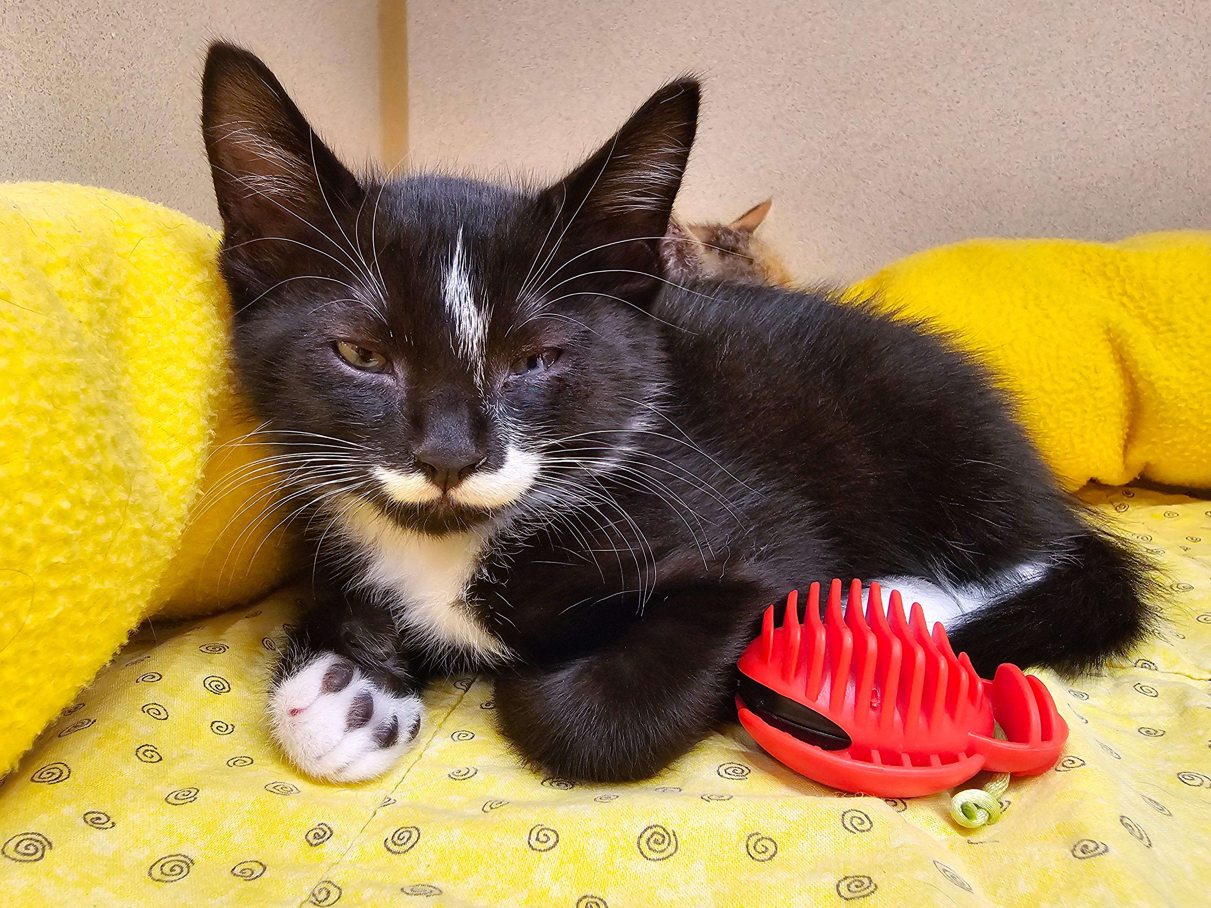 Liam, adopted, Young Male Domestic Short Hair.