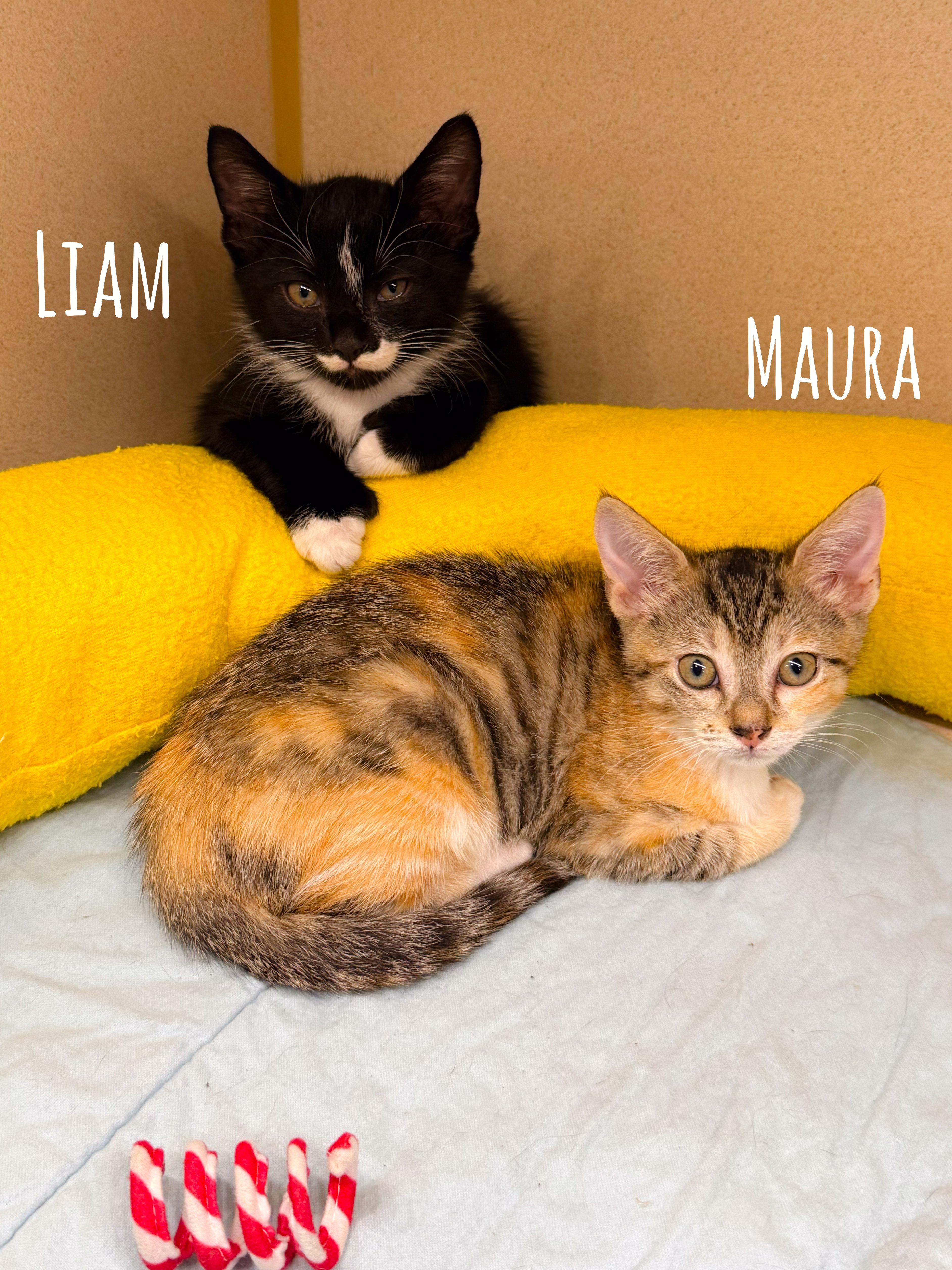 Liam, an adopted Domestic Short Hair in Naples, FL image 3/4
