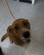 Charlie, a ADOPTABLE Labrador Retriever in Potsdam, NY image 2/2