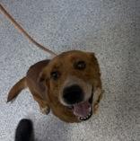 Charlie, a ADOPTABLE Labrador Retriever in Potsdam, NY image 1/2