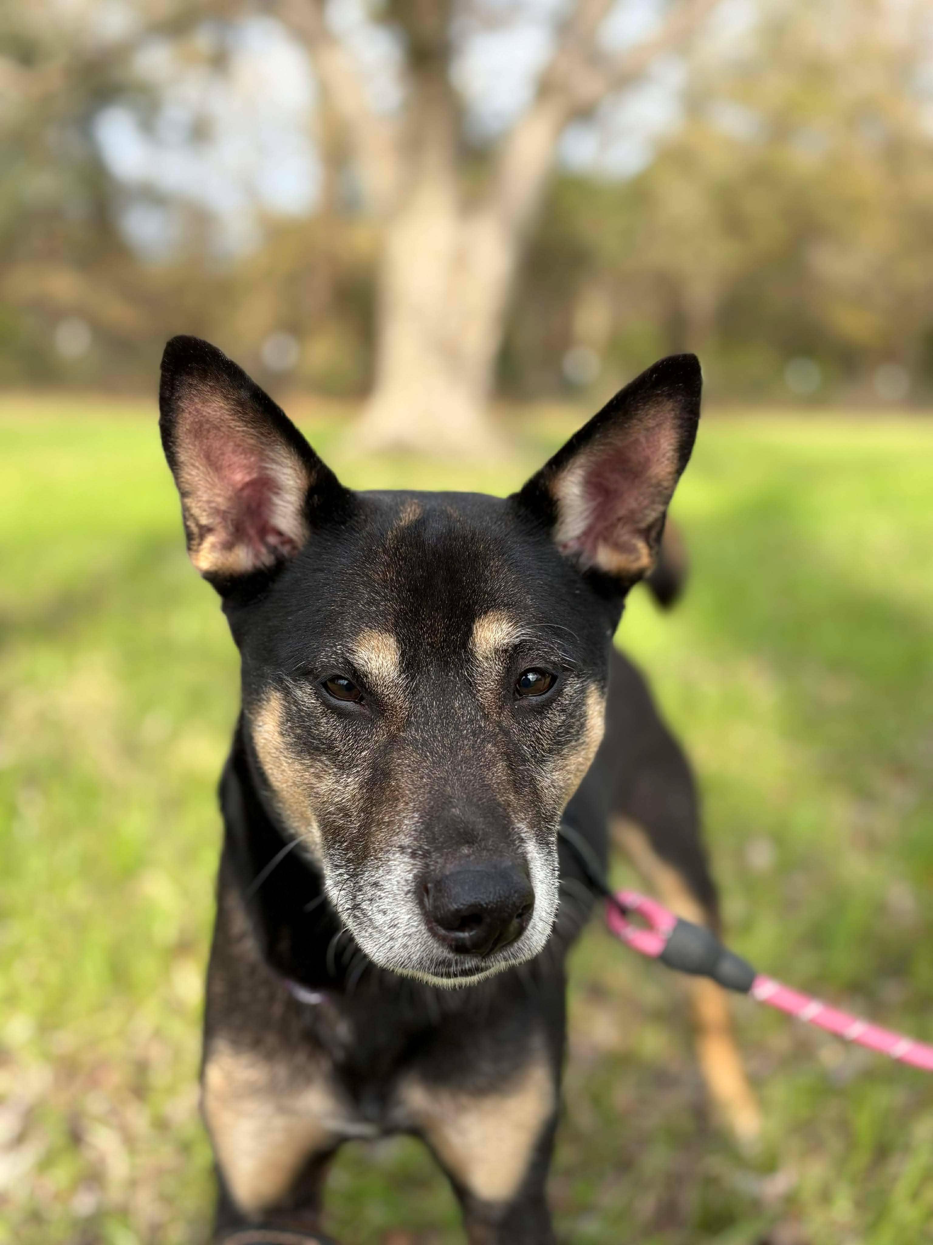 Enlarge Taffy, a ADOPTABLE mixed breed in Valdosta, GA image 3/4
