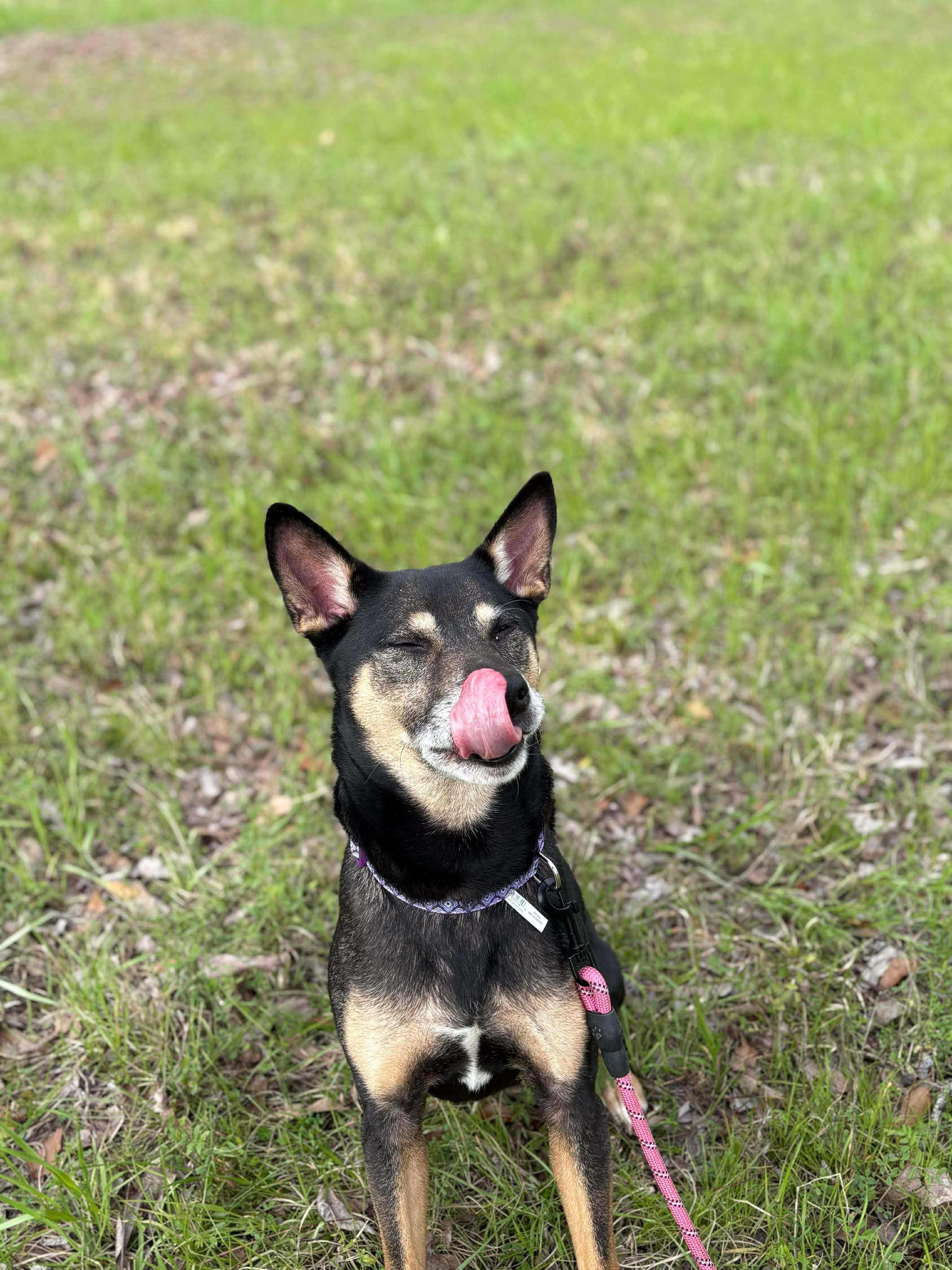 Enlarge Taffy, a ADOPTABLE mixed breed in Valdosta, GA image 2/4
