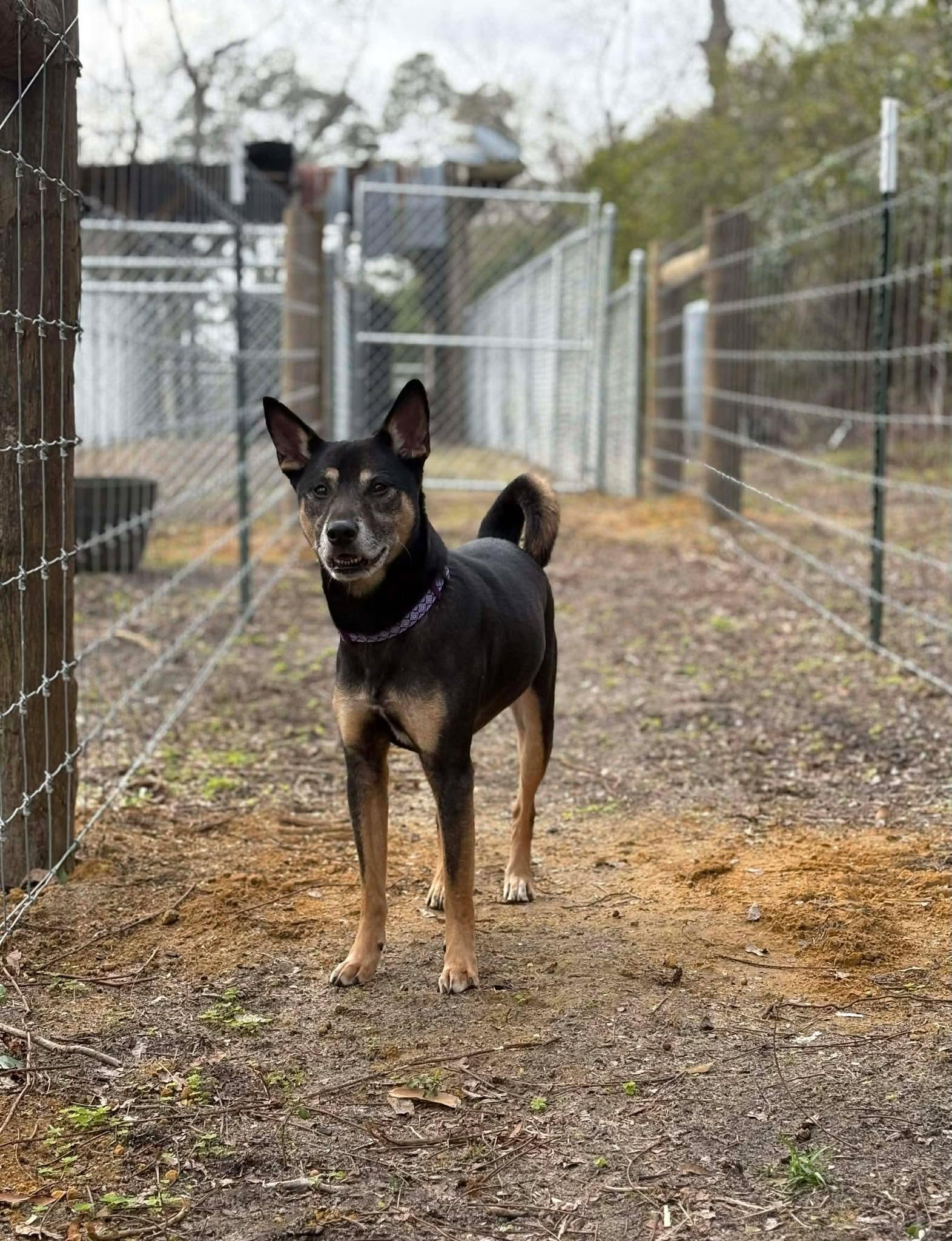 Enlarge Taffy, a ADOPTABLE mixed breed in Valdosta, GA image 4/4
