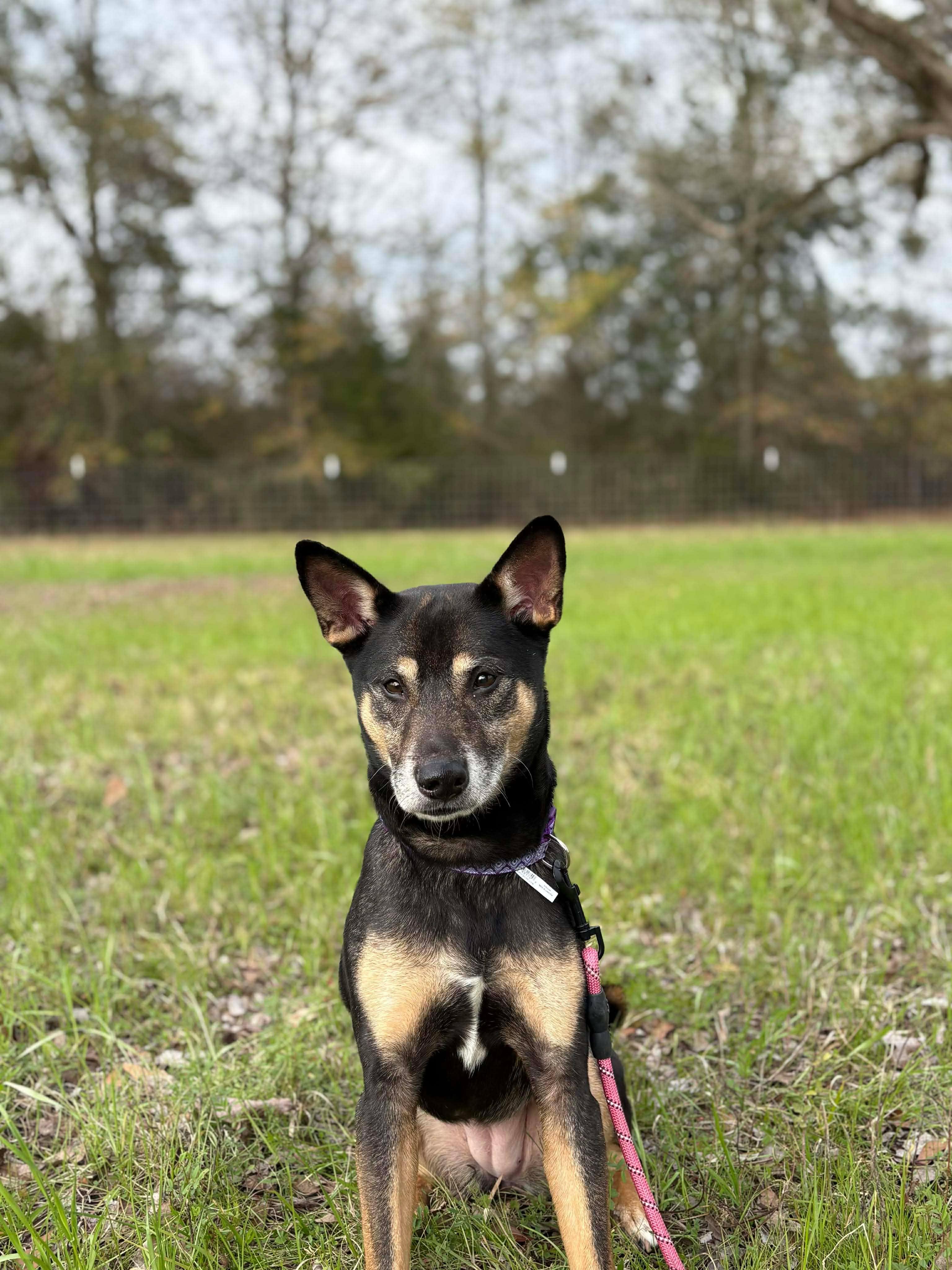 Enlarge Taffy, a ADOPTABLE mixed breed in Valdosta, GA image 1/4