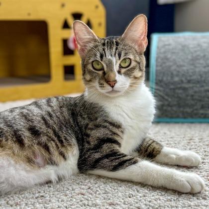 Kissy Face, Adoptable, Adult Female Domestic Short Hair & Domestic Short Hair.