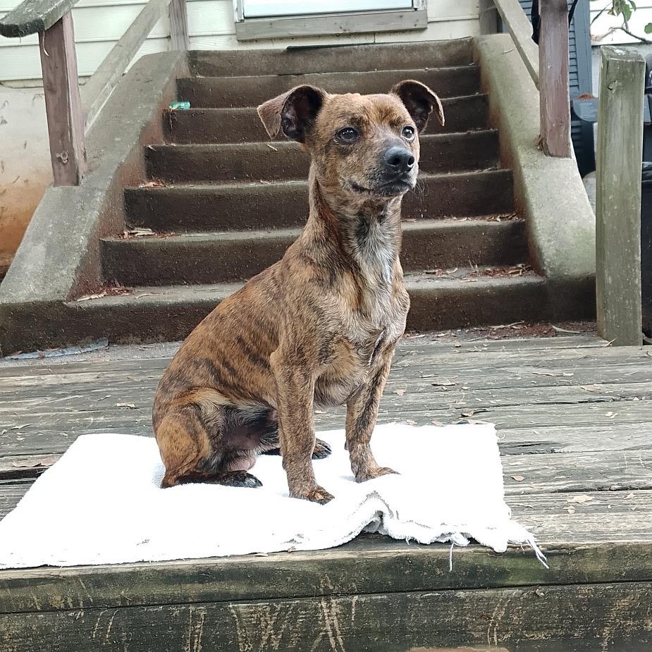 Enlarge Cheesesteak, a Adoptable mixed breed in Durham, NC image 1/6