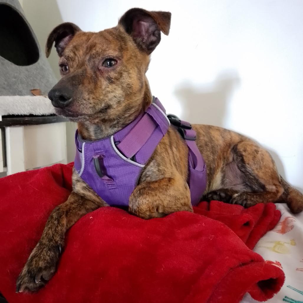 Enlarge Cheesesteak, a Adoptable mixed breed in Durham, NC image 2/6