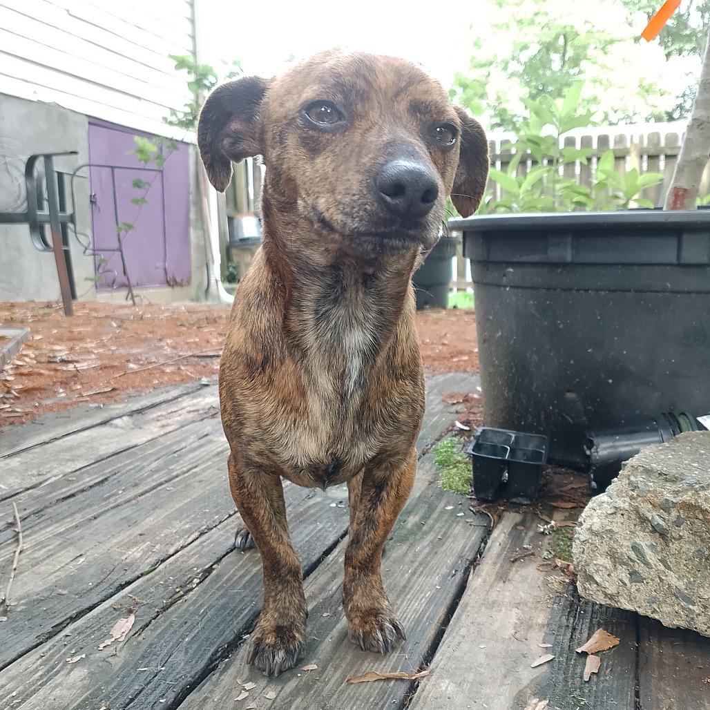 Enlarge Cheesesteak, a Adoptable mixed breed in Durham, NC image 3/6
