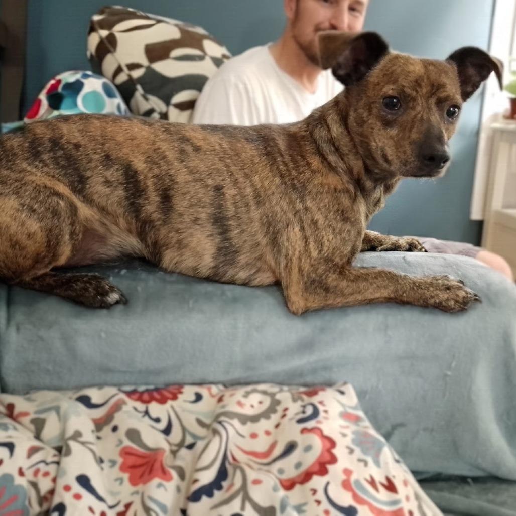 Enlarge Cheesesteak, a Adoptable mixed breed in Durham, NC image 4/6