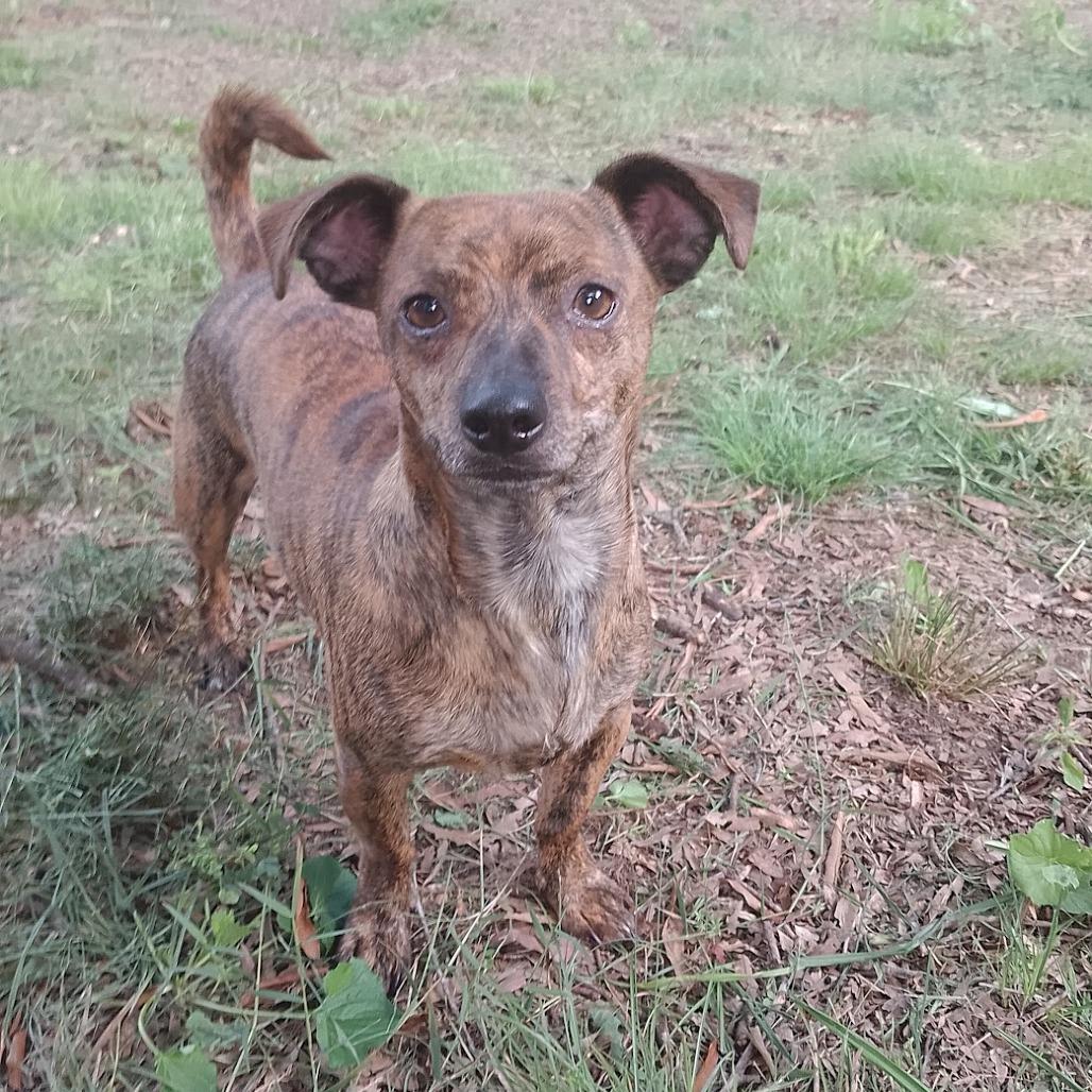 Enlarge Cheesesteak, a Adoptable mixed breed in Durham, NC image 5/6