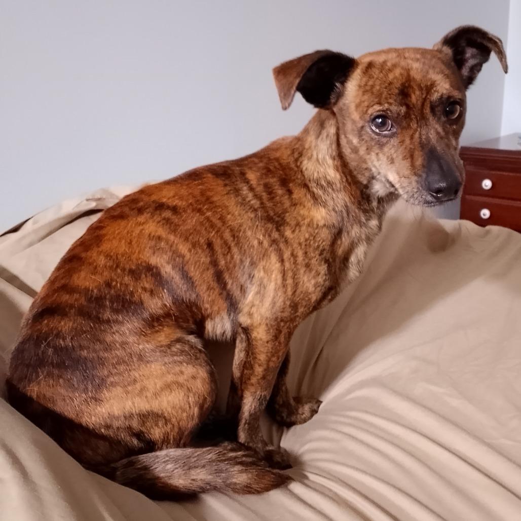 Enlarge Cheesesteak, a Adoptable mixed breed in Durham, NC image 6/6