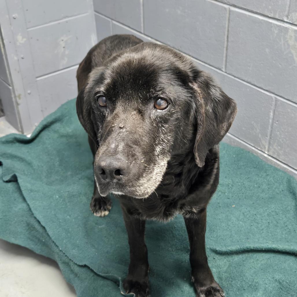 Holly 26-112, Adoptable, Senior Female Black Labrador Retriever.