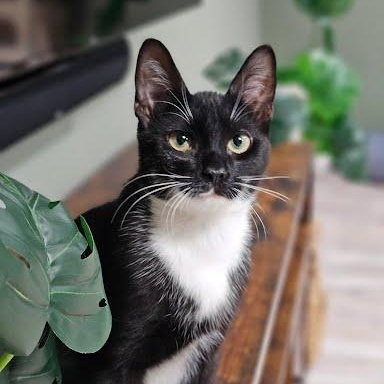 Enlarge Mr. Pibb & Dr. Pepper, a ADOPTABLE Domestic Short Hair in Oswego, NY image 2/4