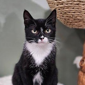 Enlarge Mr. Pibb & Dr. Pepper, a ADOPTABLE Domestic Short Hair in Oswego, NY image 3/4