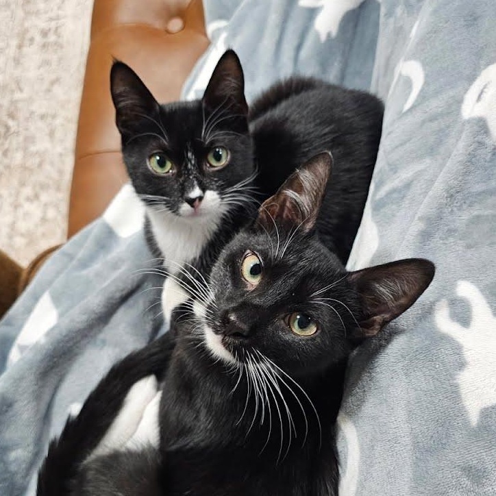Enlarge Mr. Pibb & Dr. Pepper, a ADOPTABLE Domestic Short Hair in Oswego, NY image 1/4