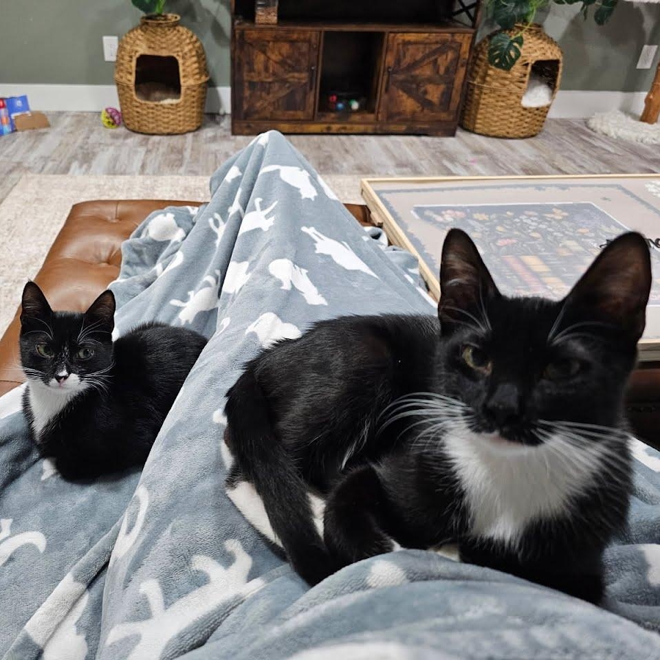 Enlarge Mr. Pibb & Dr. Pepper, a ADOPTABLE Domestic Short Hair in Oswego, NY image 4/4