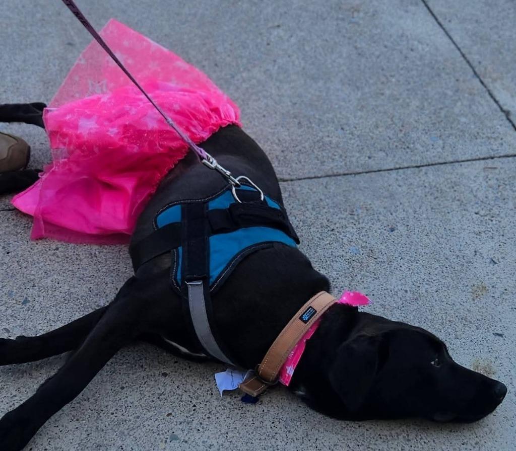 Enlarge Missy, a Adoptable mixed breed in Madison, AL image 2/6