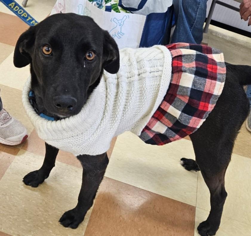 Enlarge Missy, a Adoptable mixed breed in Madison, AL image 4/6